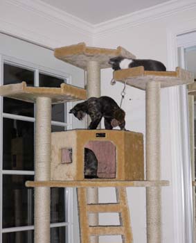 2 in tree