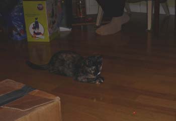 bella_laser