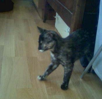 bella_out