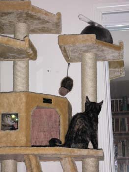 cats and seats 011