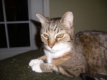 catss 083