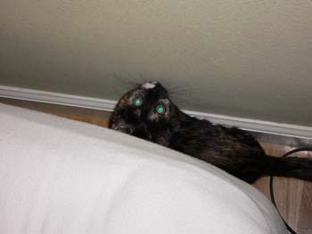 catss 091
