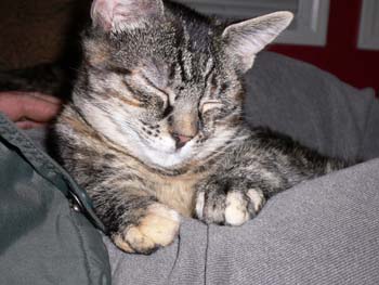 more cat pictures 001