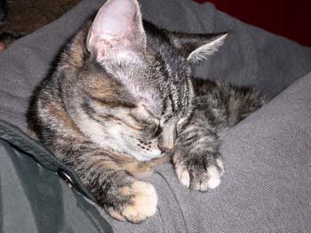 more cat pictures 003