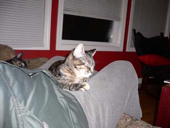 more cat pictures 005