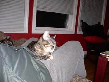 more cat pictures 006
