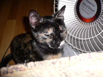 more cats 001