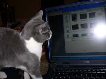 more cats 006