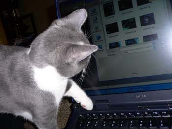 more cats 008