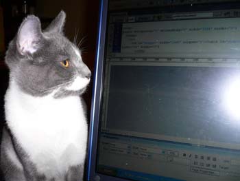 more cats 011