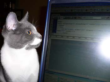 more cats 012