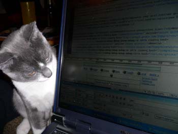 more cats 013