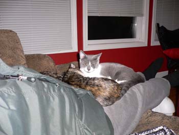 more cats 016