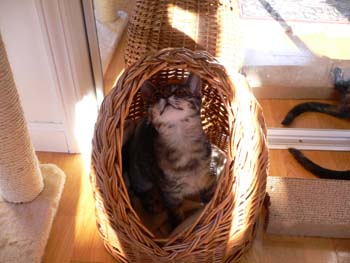 piperbasket