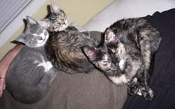 allthree