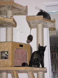 cats and seats 011