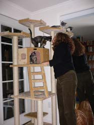 cats and seats 017