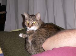 cats and seats 043