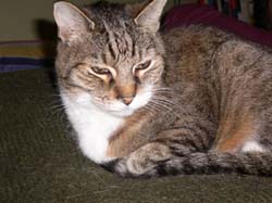 cats and seats 056