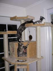 cats and tree