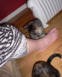 cats