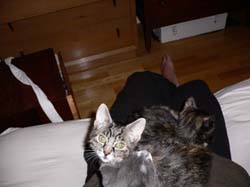 catss 080