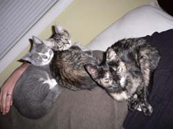 catss 081