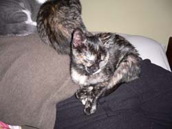 catss 082