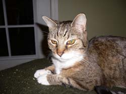 catss 083