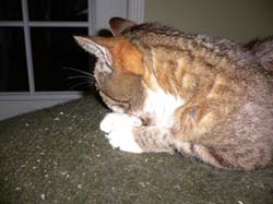 catss 085