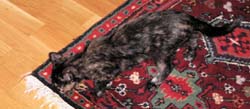 catss 090