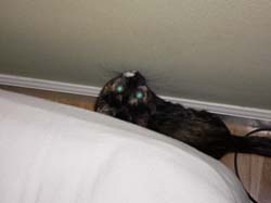 catss 091