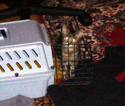 catss 096