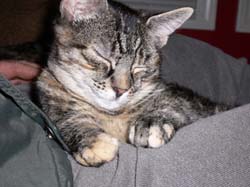 more cat pictures 001