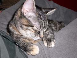 more cat pictures 003