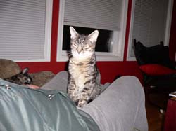more cat pictures 004