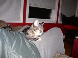 more cat pictures 005