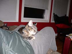 more cat pictures 006