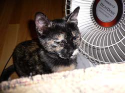 more cats 001