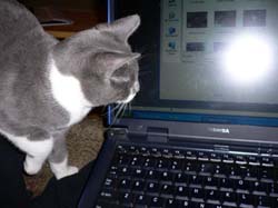 more cats 004