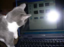 more cats 005