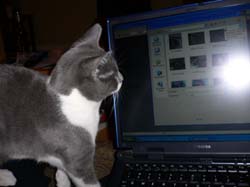 more cats 006