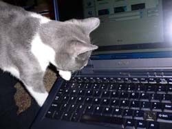 more cats 007