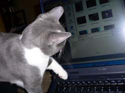 more cats 008