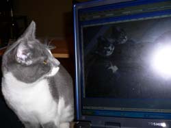 more cats 009