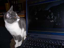 more cats 010