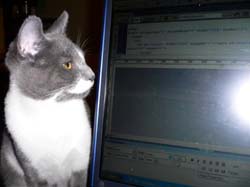 more cats 011