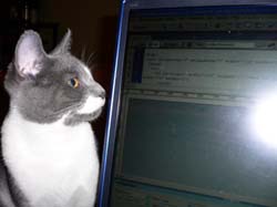 more cats 012