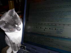 more cats 013