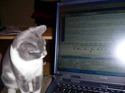 more cats 014